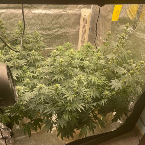2nd Grow Mimosa growlog timeline photo