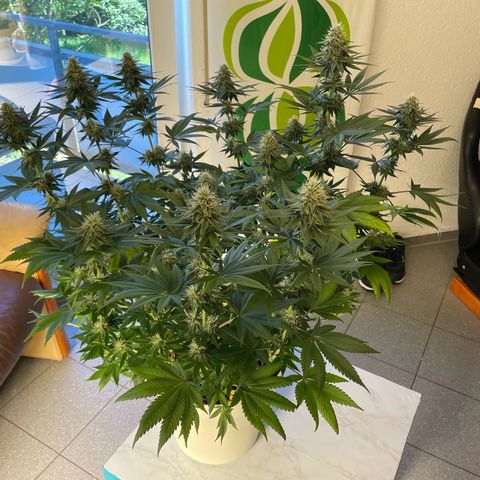 2nd Grow Mimosa growlog timeline photo