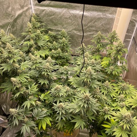 2nd Grow Mimosa growlog timeline photo