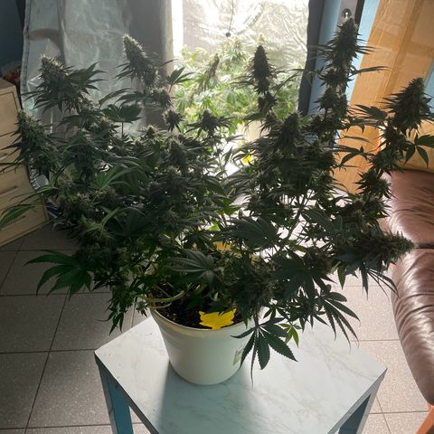 2nd Grow Mimosa growlog timeline photo