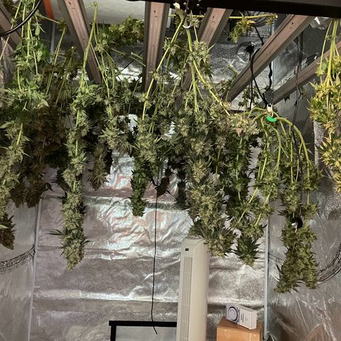2nd Grow Mimosa growlog timeline photo