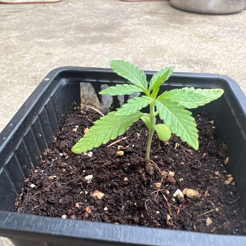 Red critical auto e growlog timeline photo