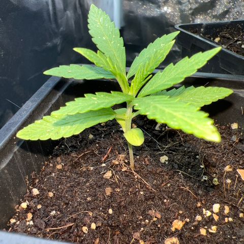 Red critical auto e growlog timeline photo