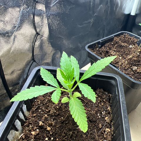 Red critical auto e growlog timeline photo