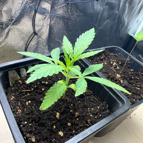 Red critical auto e growlog timeline photo
