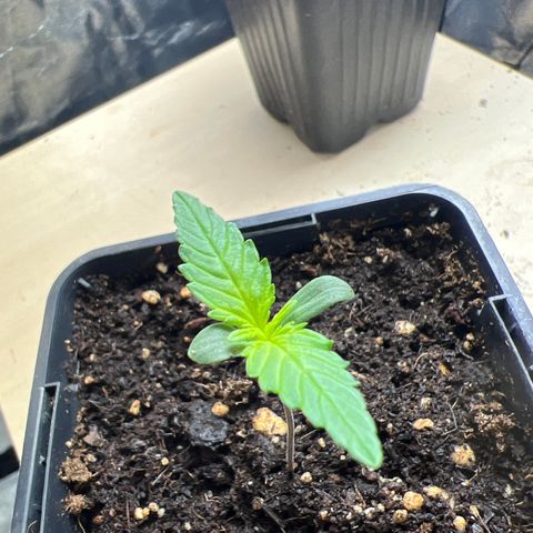 Red critical auto growlog timeline photo