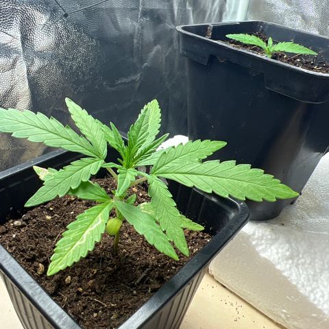 Red critical auto e growlog timeline photo