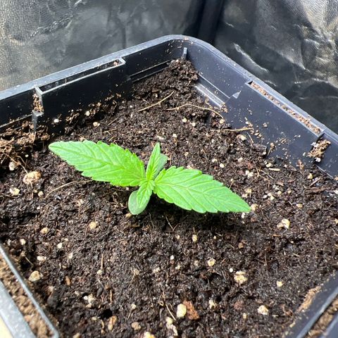 Red critical auto growlog timeline photo