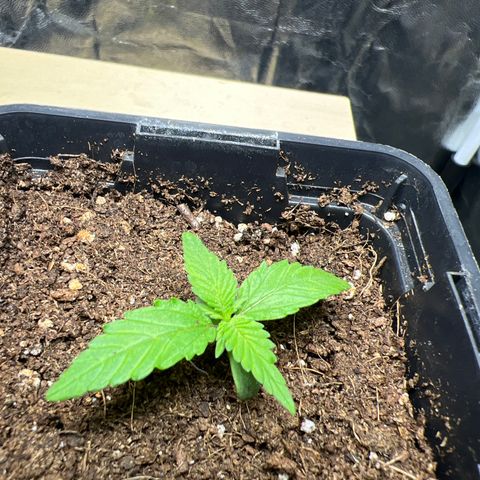 Red critical auto growlog timeline photo