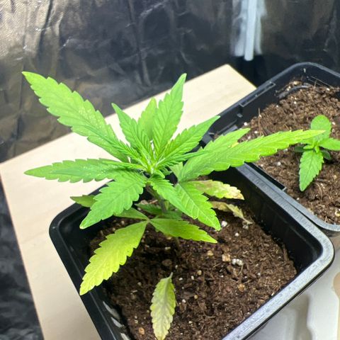 Red critical auto e growlog timeline photo