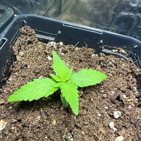 Red critical auto growlog timeline photo