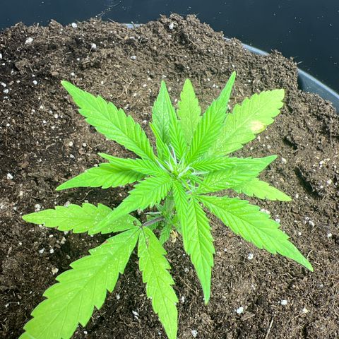 Red critical auto e growlog timeline photo
