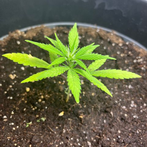 Red critical auto e growlog timeline photo