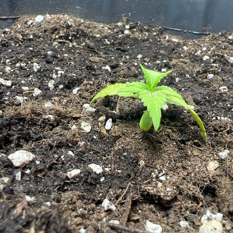 Red critical auto growlog timeline photo