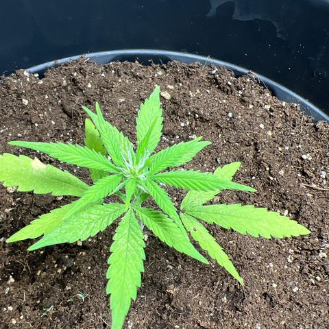 Red critical auto e growlog timeline photo