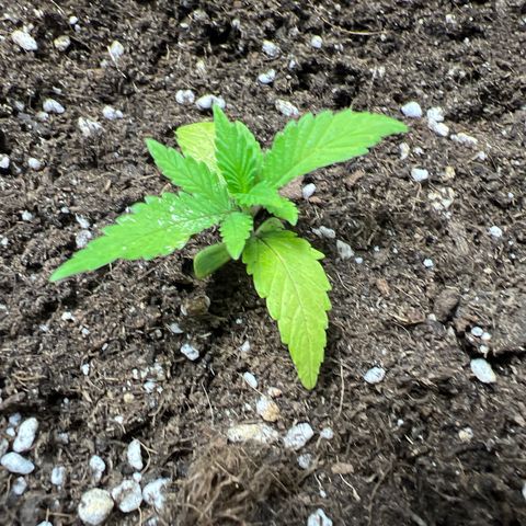 Red critical auto growlog timeline photo