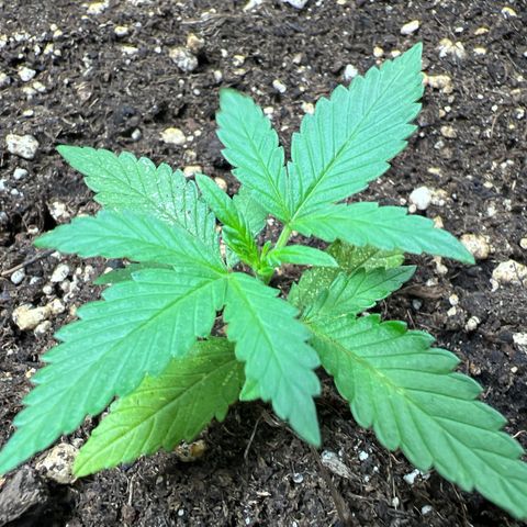 Red critical auto growlog timeline photo