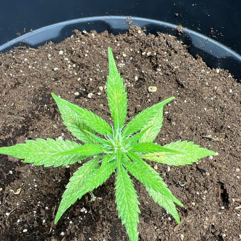 Red critical auto e growlog timeline photo