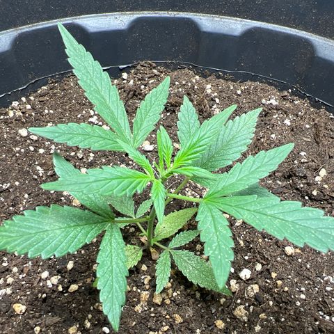 Red critical auto growlog timeline photo