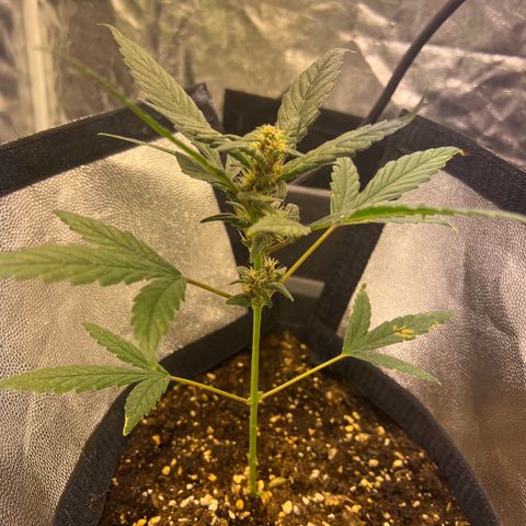 Red critical auto growlog timeline photo