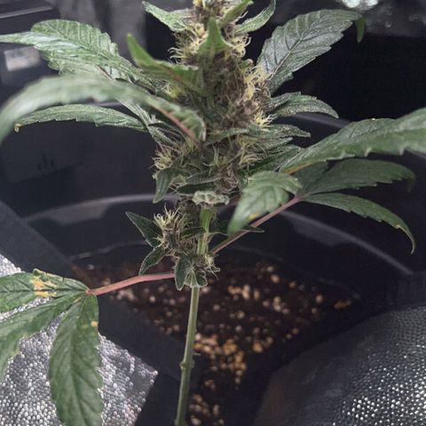 Red critical auto growlog timeline photo
