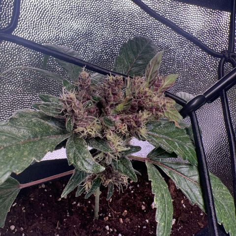 Red critical auto growlog timeline photo