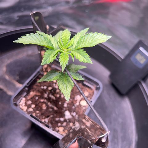Jack 47 growlog timeline photo