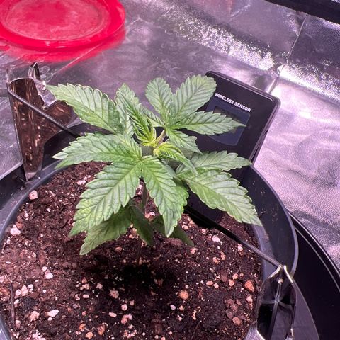 Jack 47 growlog timeline photo