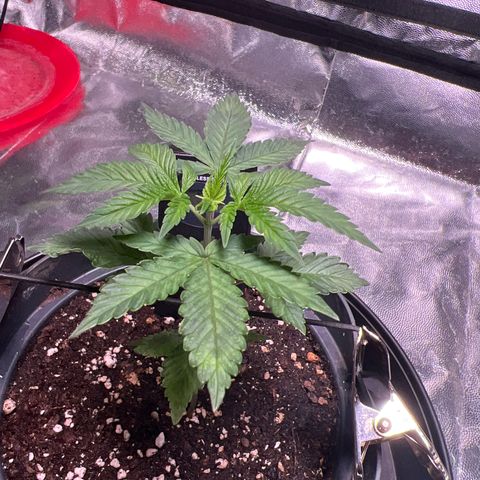 Jack 47 growlog timeline photo