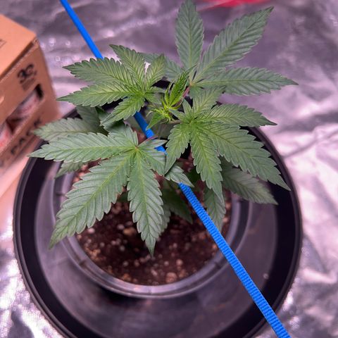Jack 47 growlog timeline photo