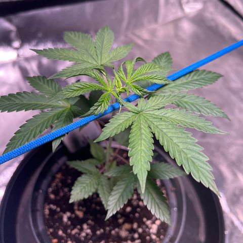 Jack 47 growlog timeline photo