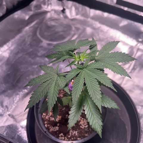 Jack 47 growlog timeline photo