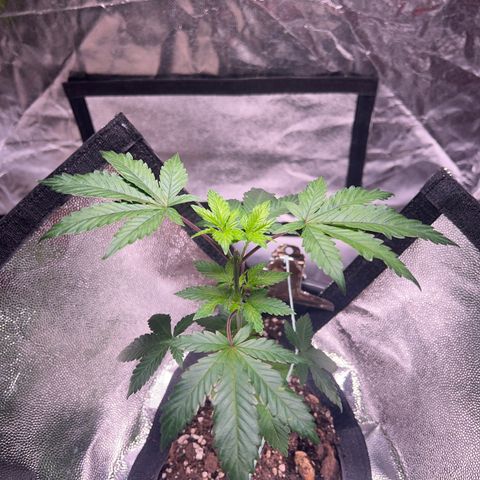 Jack 47 growlog timeline photo