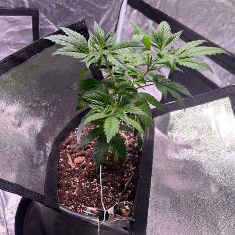 Jack 47 growlog timeline photo