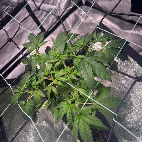 Jack 47 growlog photo: Début du palissages 