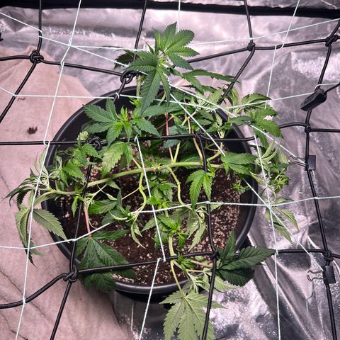 Jack 47 growlog timeline photo