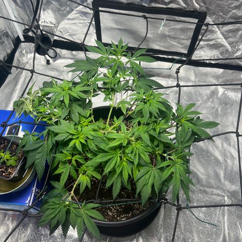 Jack 47 growlog timeline photo