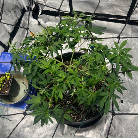 Jack 47 growlog timeline photo