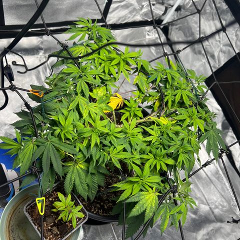 Jack 47 growlog timeline photo