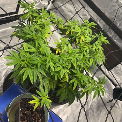 Jack 47 growlog timeline photo