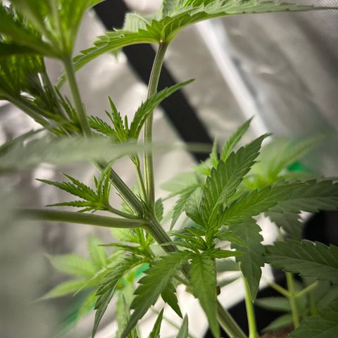 Unknown strain growlog timeline photo