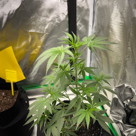 Unknown strain growlog timeline photo