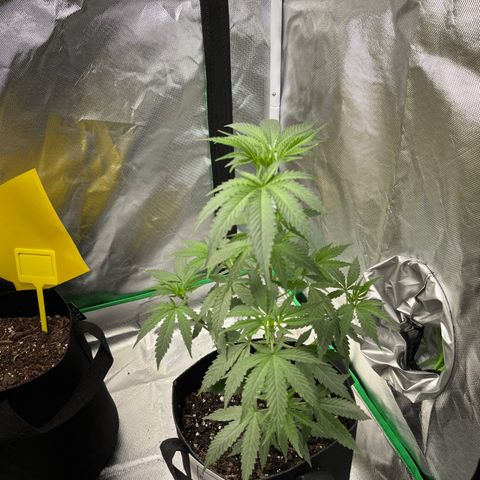 Unknown strain growlog timeline photo