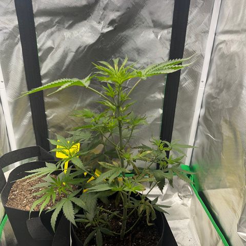 Unknown strain growlog photo: the result of a day and a half of not ideal conditions:((( it’s ok we’ll shake back 