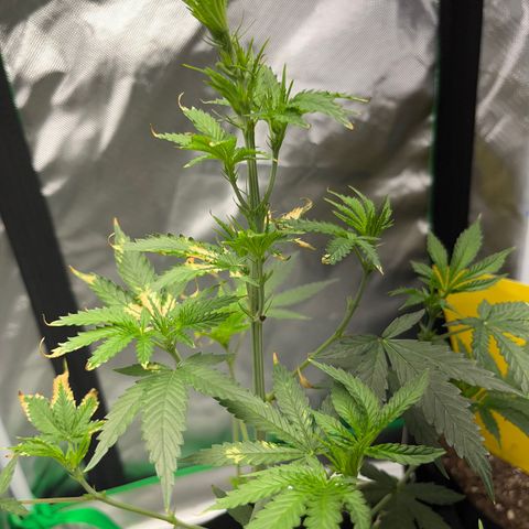 Unknown strain growlog timeline photo