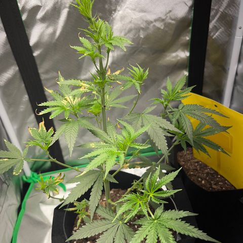 Unknown strain growlog timeline photo