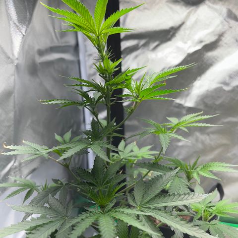 Unknown strain growlog timeline photo