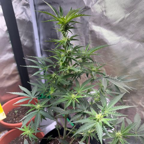 Unknown strain growlog timeline photo