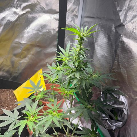 Unknown strain growlog timeline photo