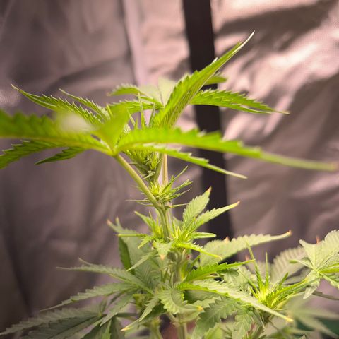 Unknown strain growlog timeline photo